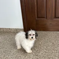 Gloria Coton, a female Coton de Tulear for sale in Nappanee, IN – Photo 10 of 10