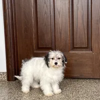 Gloria Coton, a female Coton de Tulear for sale in Nappanee, IN – Photo 7 of 10