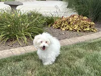 Layla, a female Maltese and Poodle - Toy  for sale in Nappanee, IN – 3 of 9