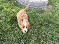 Amos , a male Cockapoo and Cavalier King Charles Spaniel for sale in Nappanee, IN – 9 of 10