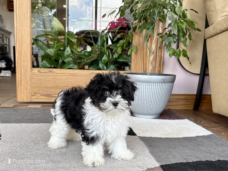 Corrie  – Havanese puppy for sale in Nappanee, IN