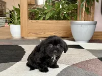 Jane , a female Lhasa Apso and Maltese for sale in Nappanee, IN – 3 of 8
