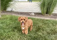 Lenny, a male Maltipoo for sale in Nappanee, IN – 3 of 8