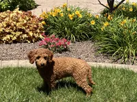 Leanne F1b, a female Cockapoo for sale in Nappanee, IN – 7 of 7