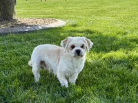 Beau, a male Lhasa Apso for sale in Nappanee, IN – 5 of 10