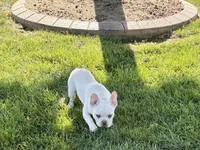 Cole, a male French Bulldog for sale in Nappanee, IN – 6 of 8