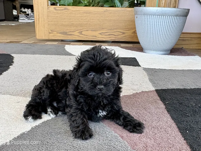 Sherry – Havapoo puppy for sale in Nappanee, IN