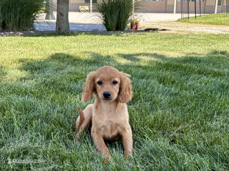 Jade – Cavapoo, Cockapoo puppy for sale in Nappanee, IN