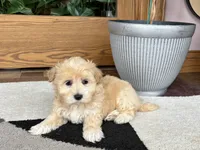 Timmy, a male Maltipoo for sale in Nappanee, IN – 9 of 10