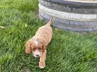 Frank, a male Cockapoo and Cavalier King Charles Spaniel for sale in Nappanee, IN – 9 of 10