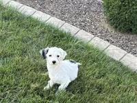 Shellie , a female Coton de Tulear and Havanese for sale in Nappanee, IN – 7 of 7