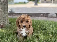 Larry F1b, a male Cockapoo for sale in Nappanee, IN – 4 of 9