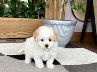 Gigi , a female Maltipoo for sale in Nappanee, IN – 3 of 9