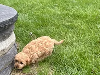 Jade, a female Cockapoo and Cavalier King Charles Spaniel for sale in Nappanee, IN – 5 of 8