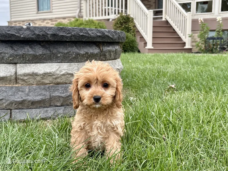 Jade – Cockapoo, Cavalier King Charles Spaniel puppy for sale in Nappanee, IN