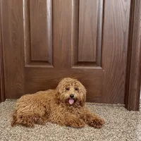 Colleen F1b, a female Cockapoo for sale in Nappanee, IN – Photo 4 of 9