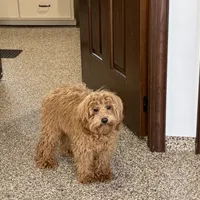 Colleen F1b, a female Cockapoo for sale in Nappanee, IN – Photo 2 of 9