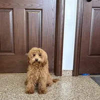 Colleen F1b, a female Cockapoo for sale in Nappanee, IN – Photo 9 of 9