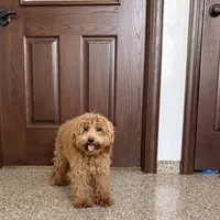 Colleen F1b, a female Cockapoo for sale in Nappanee, IN – Photo 1 of 9