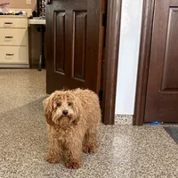 Colleen F1b, a female Cockapoo for sale in Nappanee, IN – Photo 3 of 9