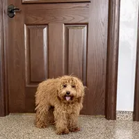 Colleen F1b, a female Cockapoo for sale in Nappanee, IN – Photo 8 of 9