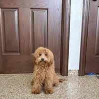 Colleen F1b, a female Cockapoo for sale in Nappanee, IN – Photo 5 of 9