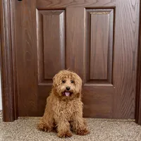 Colleen F1b, a female Cockapoo for sale in Nappanee, IN – Photo 6 of 9