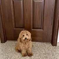 Colleen F1b, a female Cockapoo for sale in Nappanee, IN – Photo 7 of 9