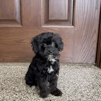 Harry, a male Havanese for sale in Nappanee, IN – Photo 5 of 9