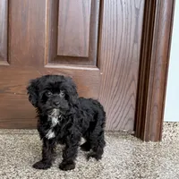 Harry, a male Havanese for sale in Nappanee, IN – Photo 9 of 9