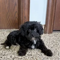 Harry, a male Havanese for sale in Nappanee, IN – Photo 4 of 9