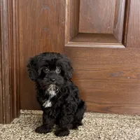 Harry, a male Havanese for sale in Nappanee, IN – Photo 6 of 9