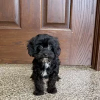 Harry, a male Havanese for sale in Nappanee, IN – Photo 8 of 9