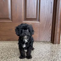 Harry, a male Havanese for sale in Nappanee, IN – Photo 2 of 9