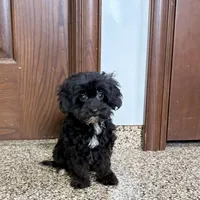 Harry, a male Havanese for sale in Nappanee, IN – Photo 1 of 9