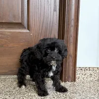 Harry, a male Havanese for sale in Nappanee, IN – Photo 3 of 9