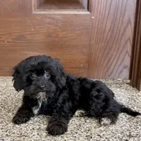 Harry, a male Havanese for sale in Nappanee, IN – Photo 7 of 9