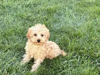 Wesley F1b mini , a male Cavapoo for sale in Nappanee, IN – 7 of 9