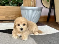 Gina , a female Maltipoo for sale in Nappanee, IN – 4 of 6
