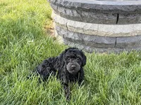 JJ, a male Havapoo for sale in Nappanee, IN – 9 of 9