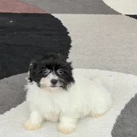 Oreo, a male Havanese for sale in Nappanee, IN – Photo 5 of 8
