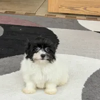 Oreo, a male Havanese for sale in Nappanee, IN – Photo 6 of 8