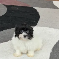 Oreo, a male Havanese for sale in Nappanee, IN – Photo 2 of 8