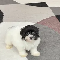 Oreo, a male Havanese for sale in Nappanee, IN – Photo 3 of 8