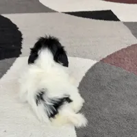 Oreo, a male Havanese for sale in Nappanee, IN – Photo 8 of 8