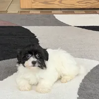 Oreo, a male Havanese for sale in Nappanee, IN – Photo 4 of 8