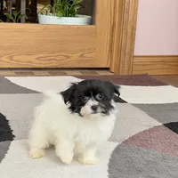 Oreo, a male Havanese for sale in Nappanee, IN – Photo 1 of 8