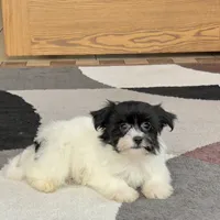 Oreo, a male Havanese for sale in Nappanee, IN – Photo 7 of 8