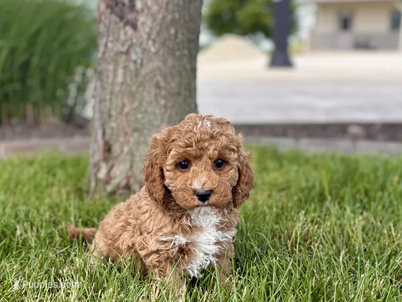 Larry F1b – Cockapoo puppy for sale in Nappanee, IN