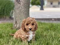 Larry F1b, a male Cockapoo for sale in Nappanee, IN – 1 of 9